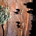 Camels-01