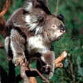Koalas-01