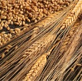 Wheat-01